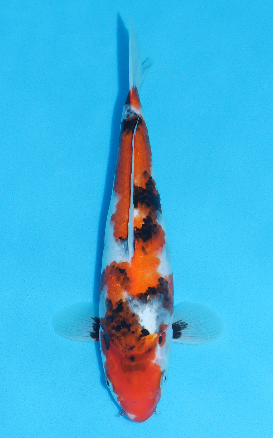 Showa - 32cm REF:19017