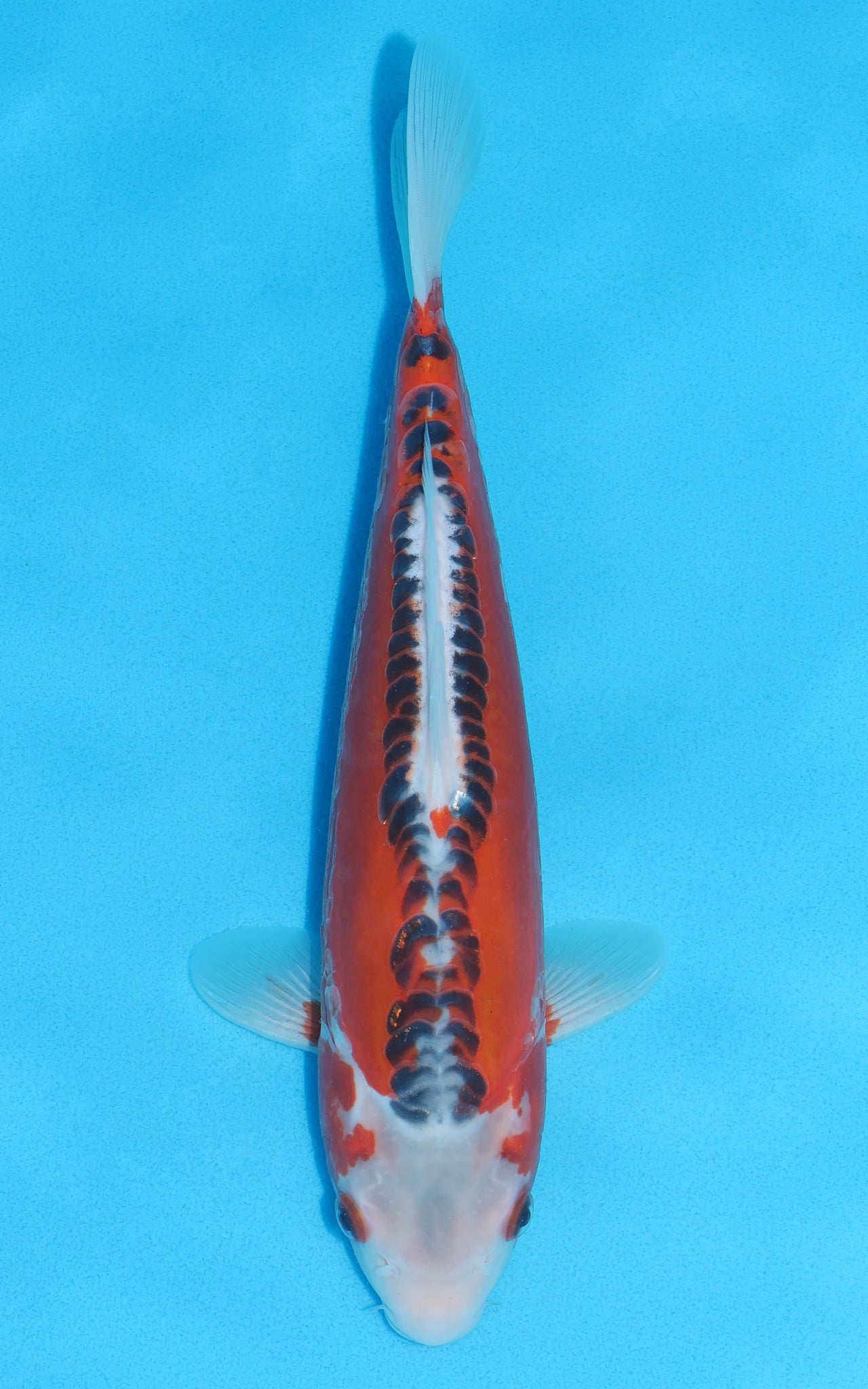 Hi Shusui - 33cm REF:19042