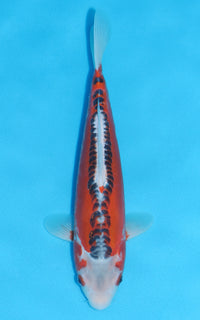 Thumbnail for Hi Shusui - 33cm REF:19042
