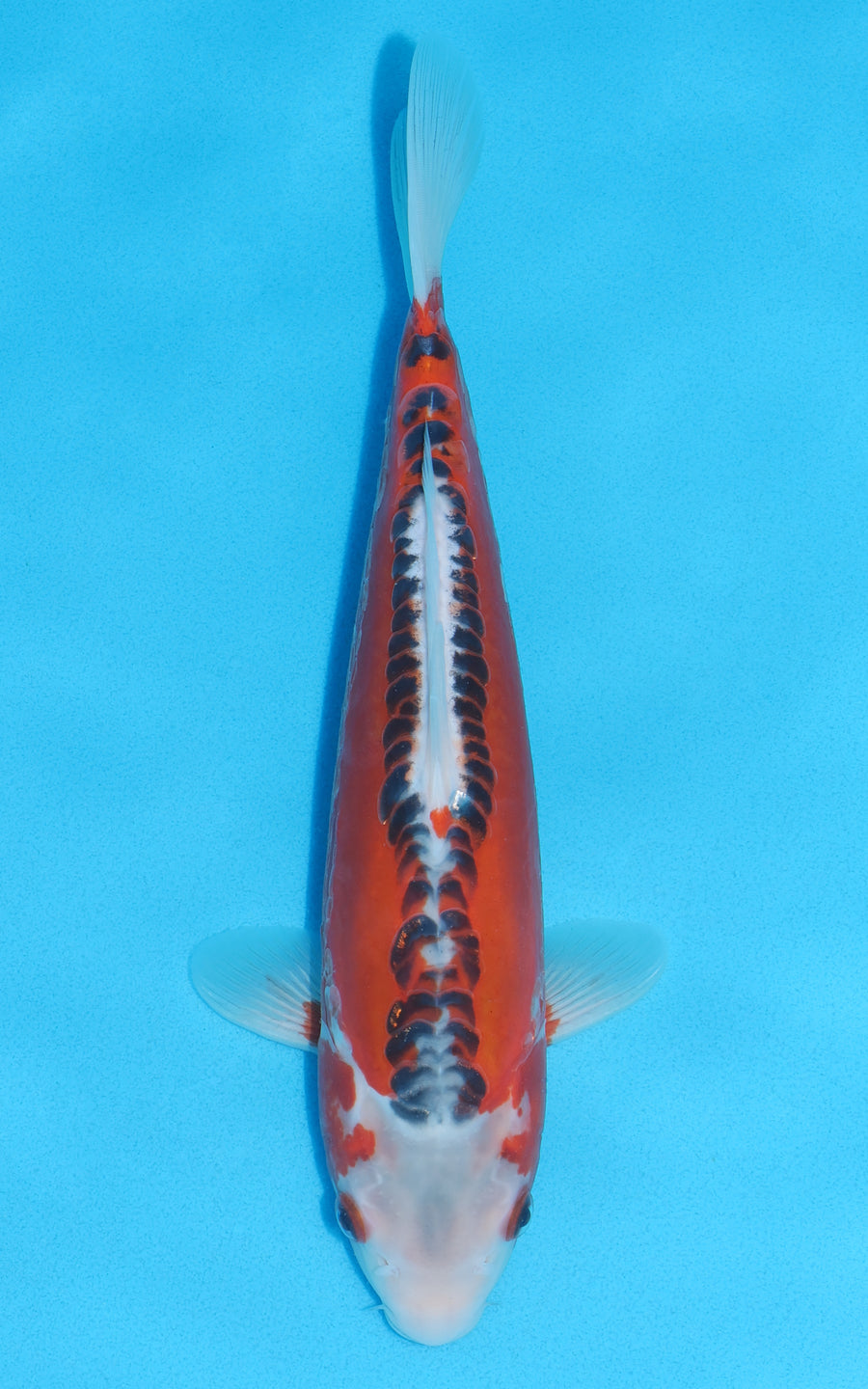 Hi Shusui - 33cm REF:19042