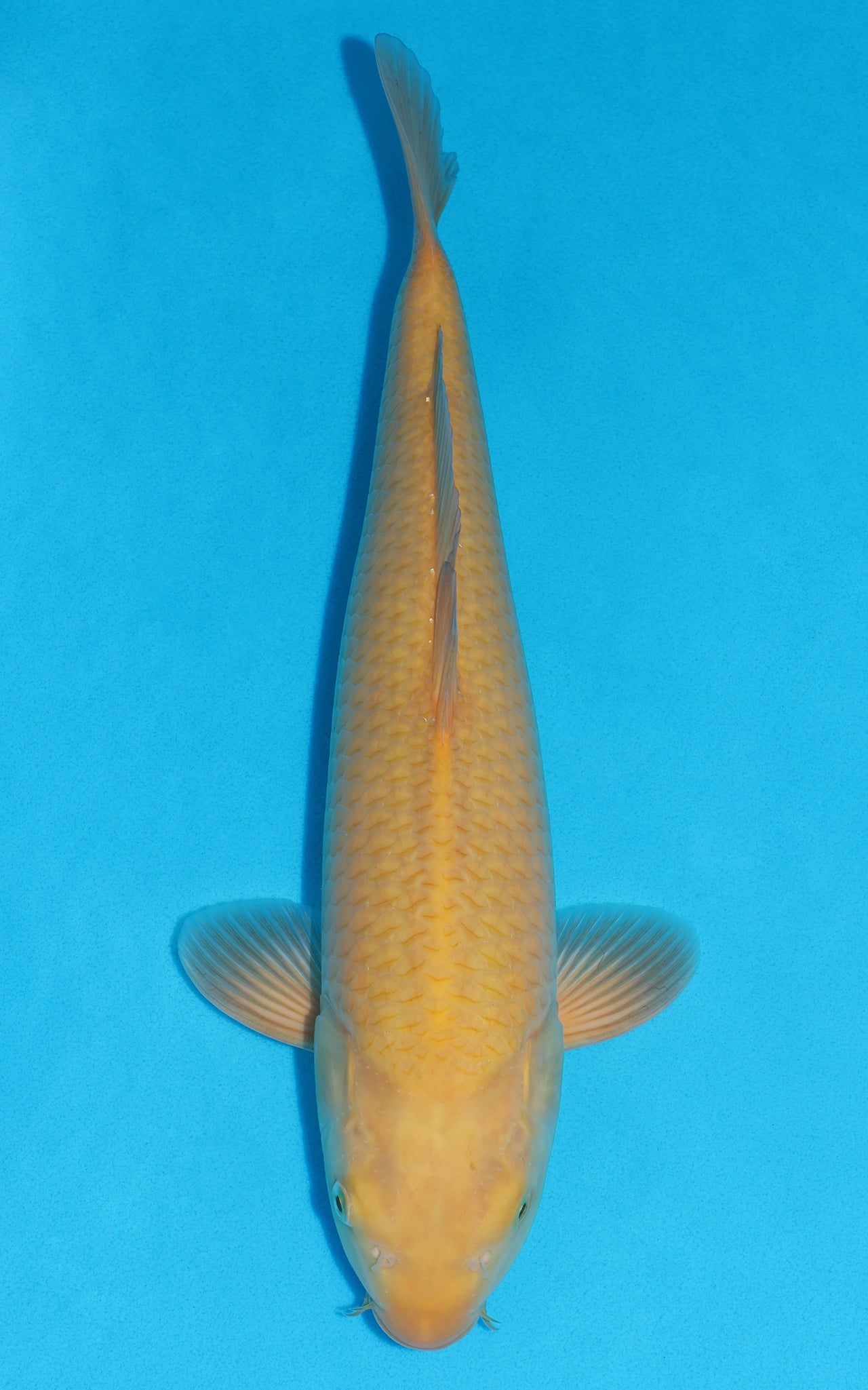 Karashigoi - 44cm REF:29077