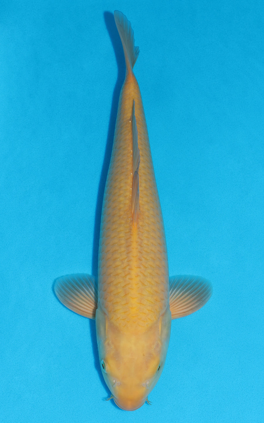 Karashigoi - 44cm REF:29077
