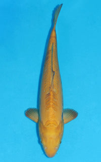 Thumbnail for Doitsu Karashigoi - 39cm REF:39067