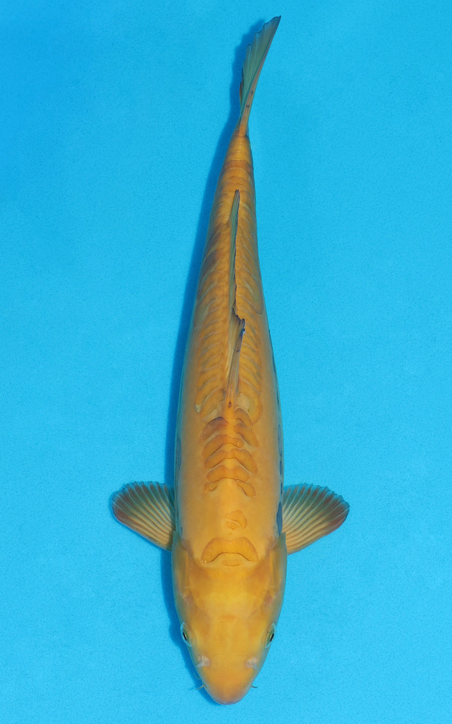 Doitsu Karashigoi - 39cm REF:39067