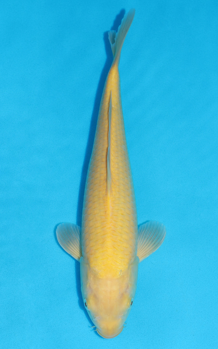 Karashigoi - 39cm REF:39068