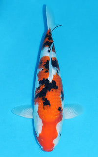 Thumbnail for Sanke - 40cm REF:39069