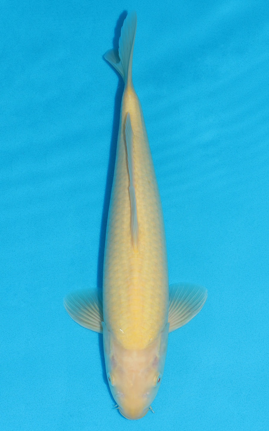 Karashigoi - 41cm REF:29089