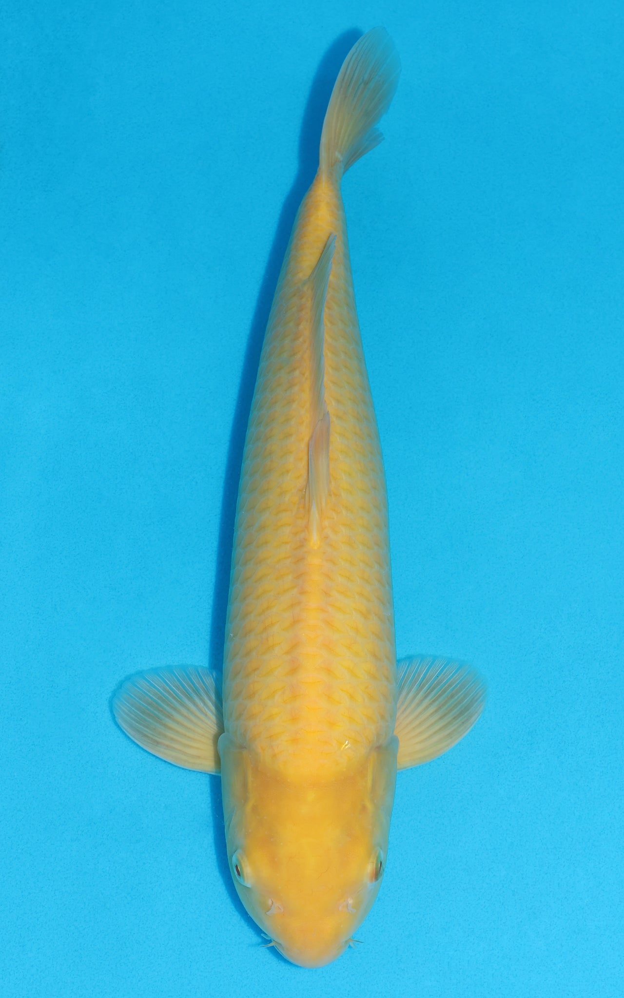 Karashigoi - 44cm REF:39070