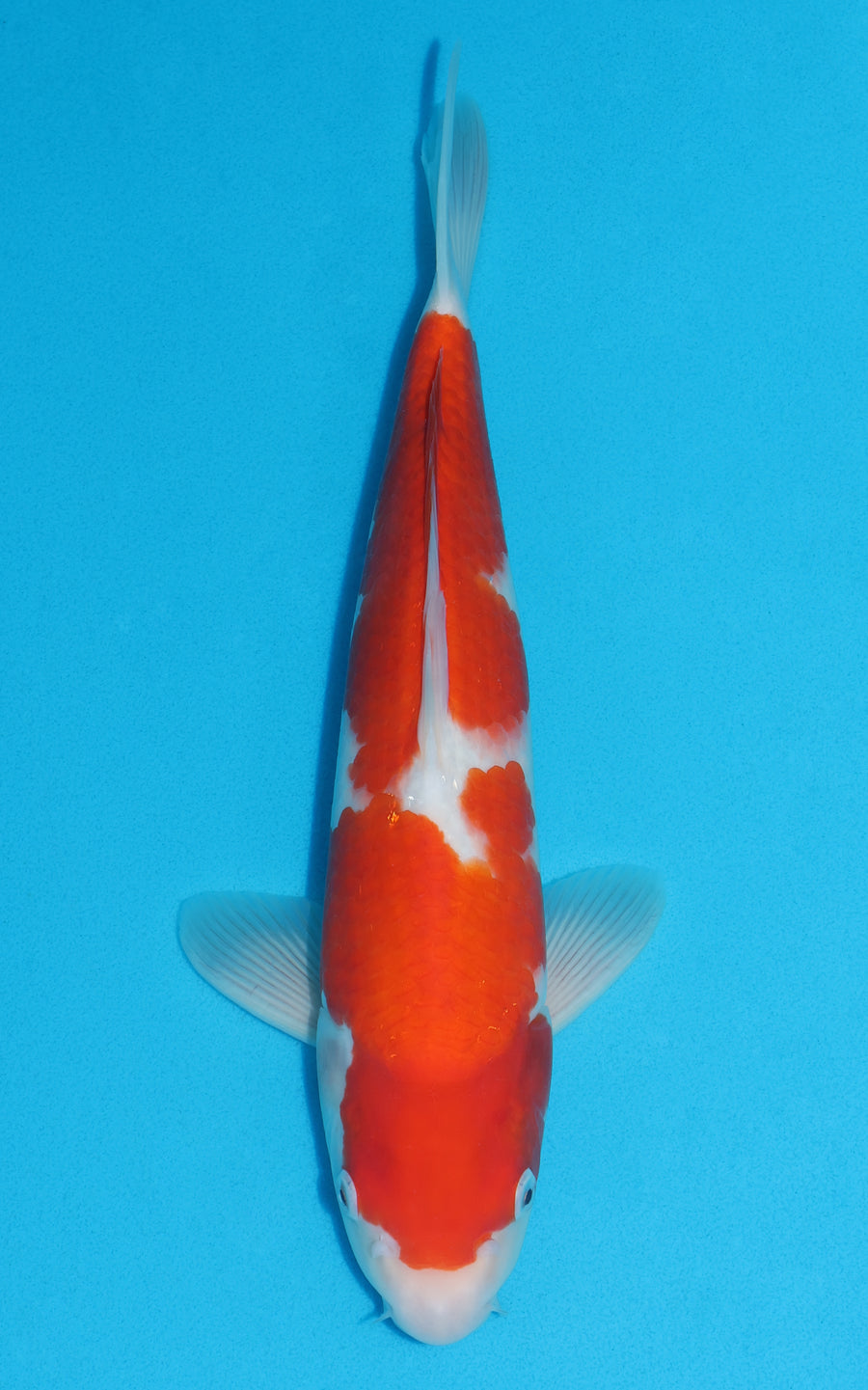 Kohaku - 39cm REF:29095