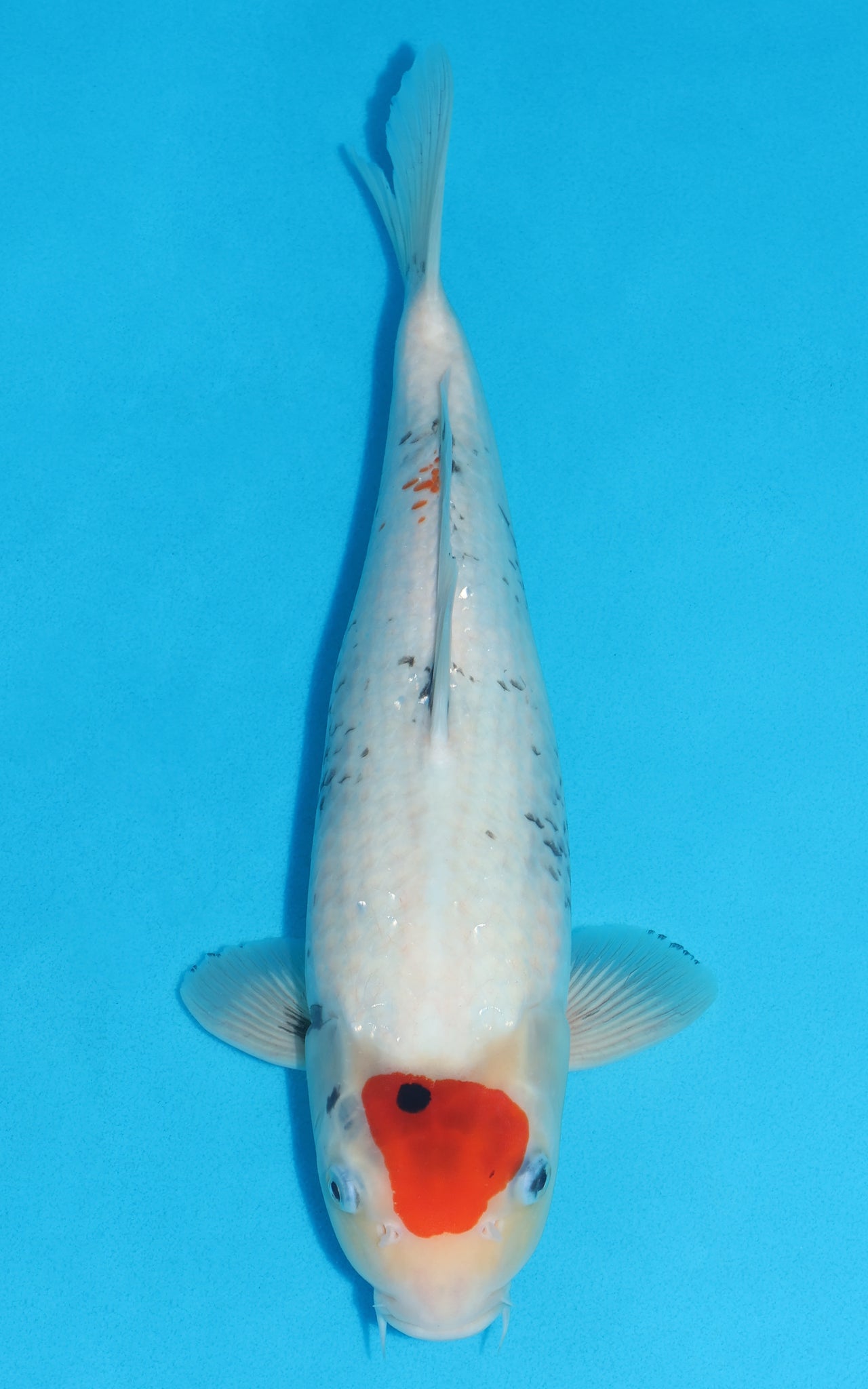 Tancho Showa - 39cm REF:19276