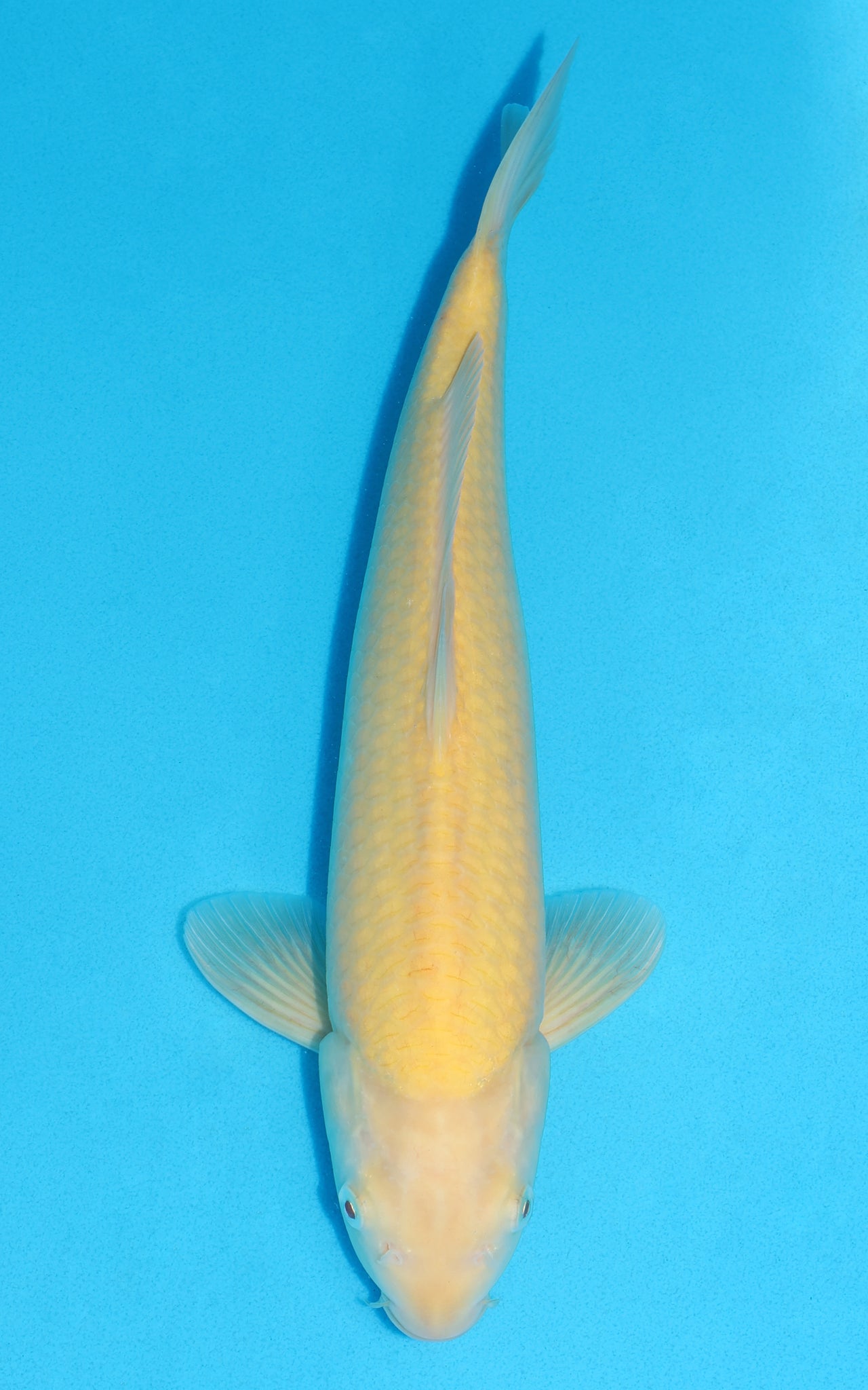 Karashigoi - 37cm REF:19277