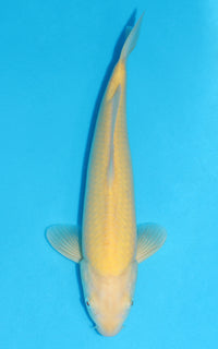 Thumbnail for Karashigoi - 37cm REF:19277