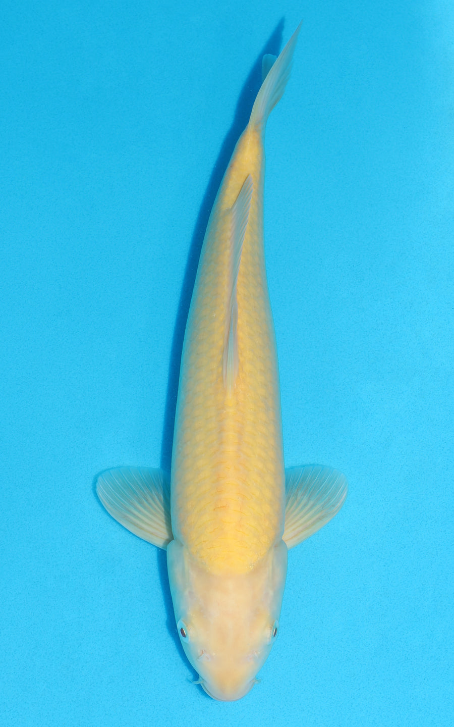 Karashigoi - 37cm REF:19277