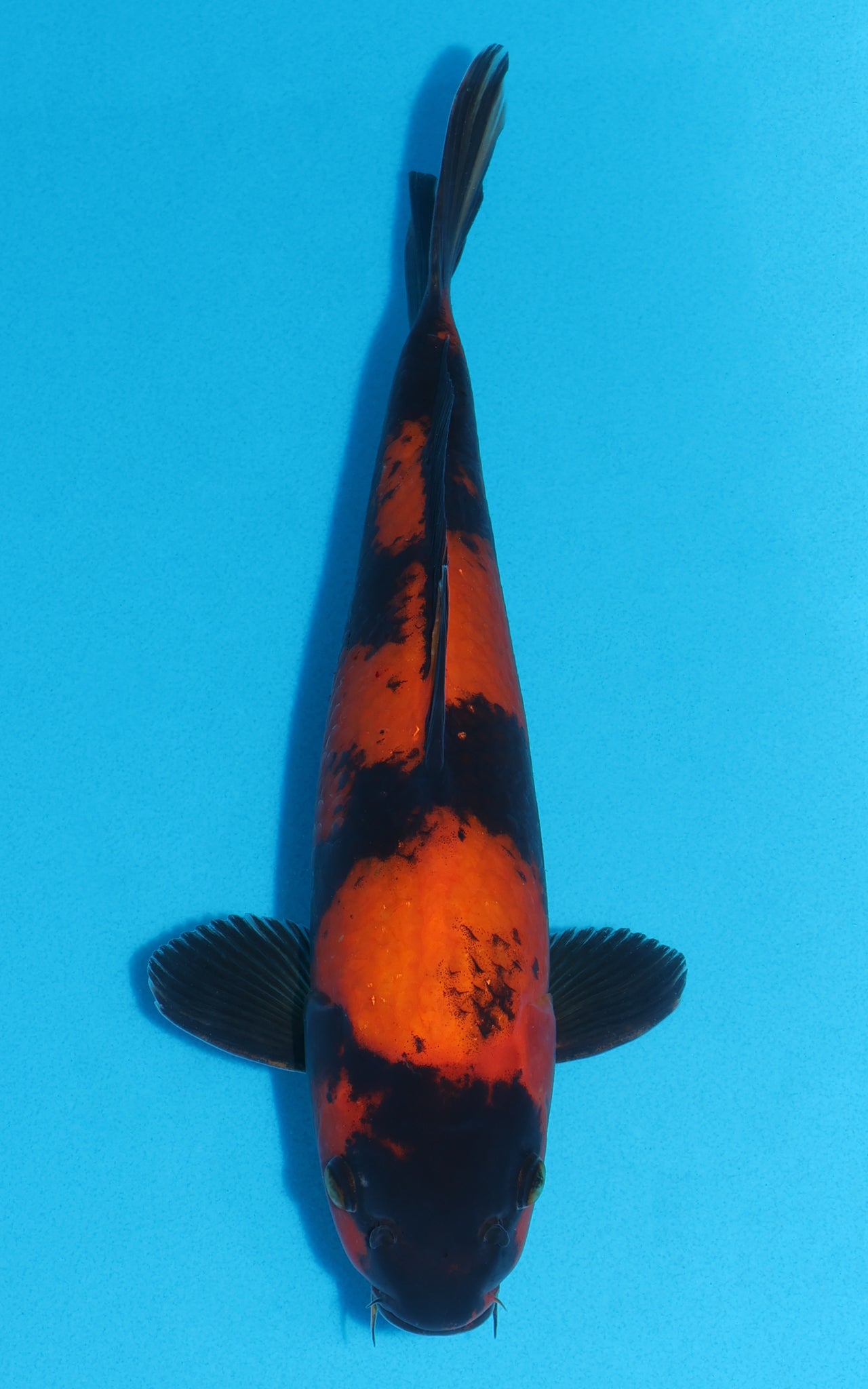Hi Utsuri - 33cm REF:29097