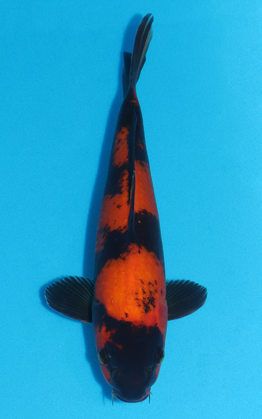 Hi Utsuri - 33cm REF:29097