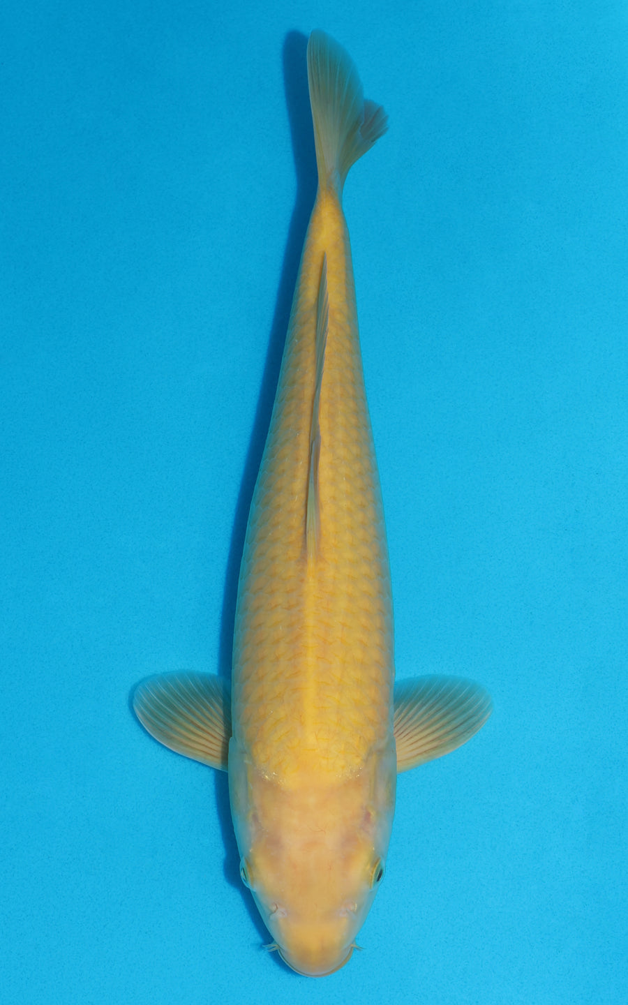 Karashigoi - 40cm REF:39071