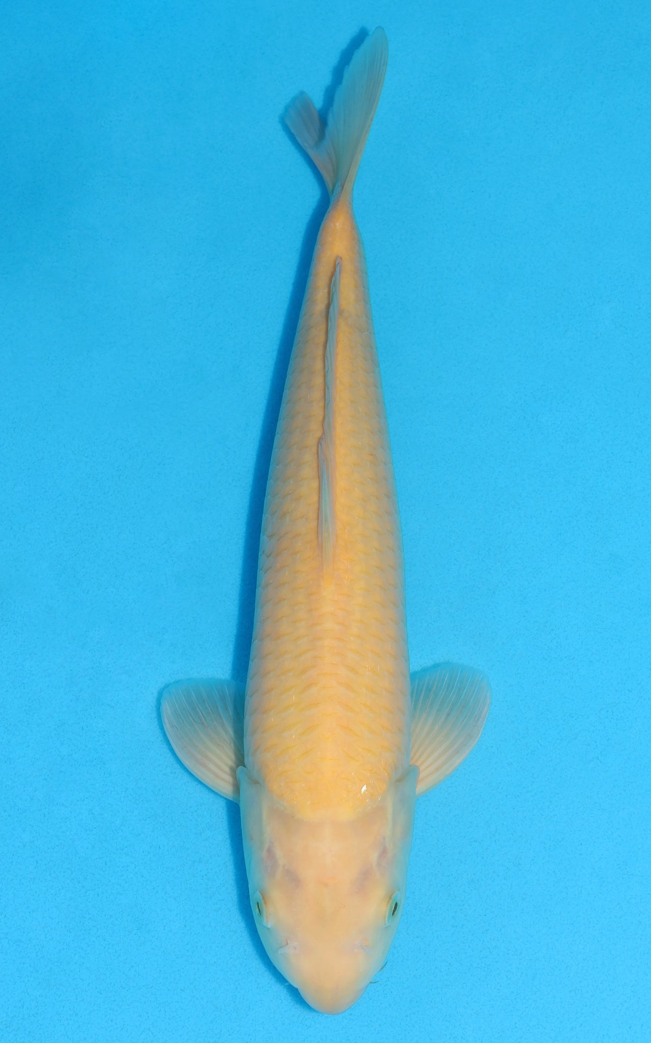 Karashigoi - 38cm REF:13181
