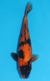 Thumbnail for Hi Utsuri - 38cm REF:19278