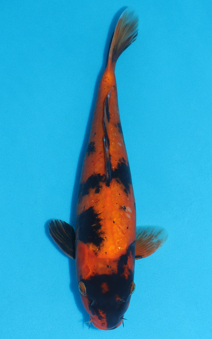 Hi Utsuri - 38cm REF:19278