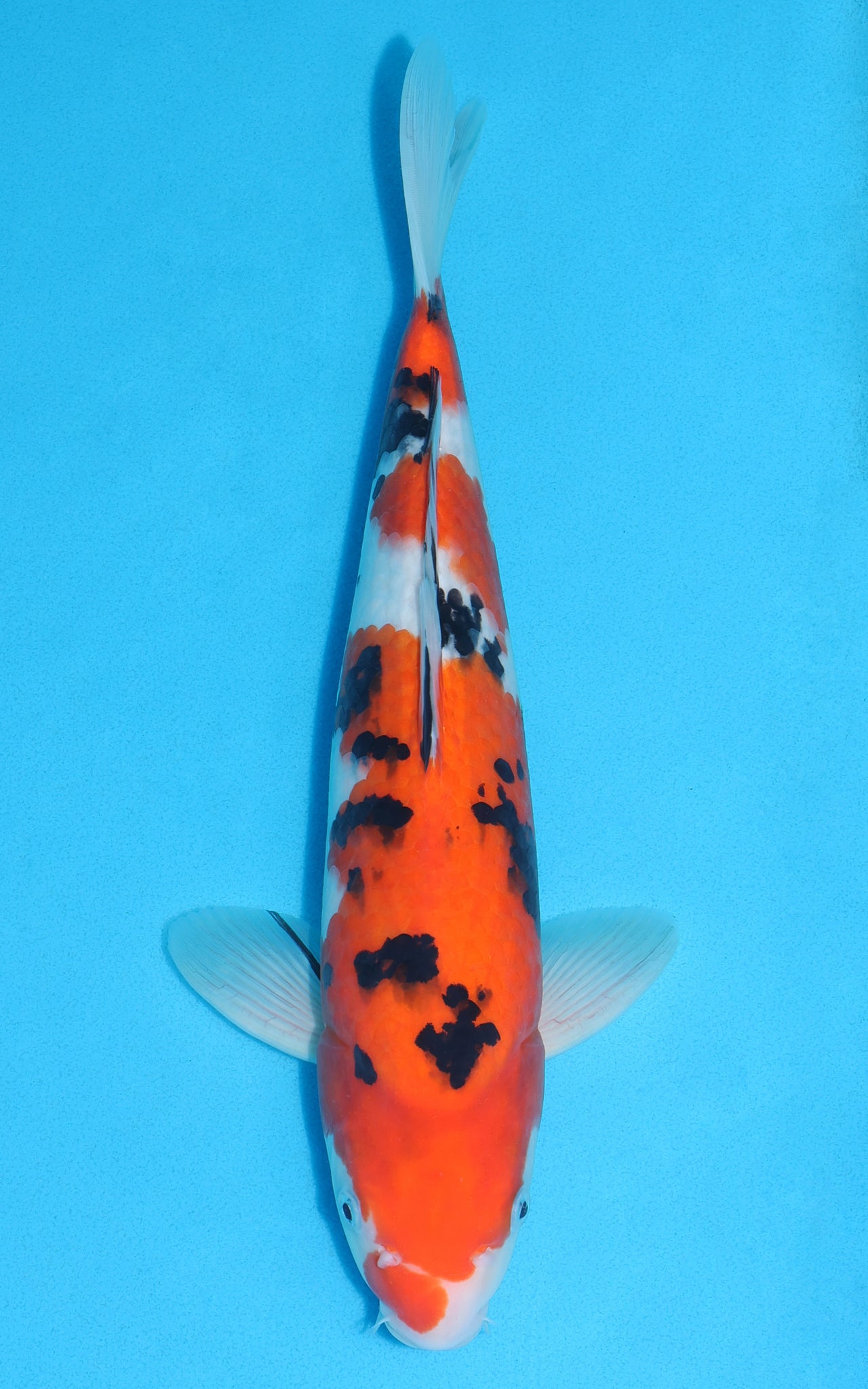 Sanke - 36cm REF:29104