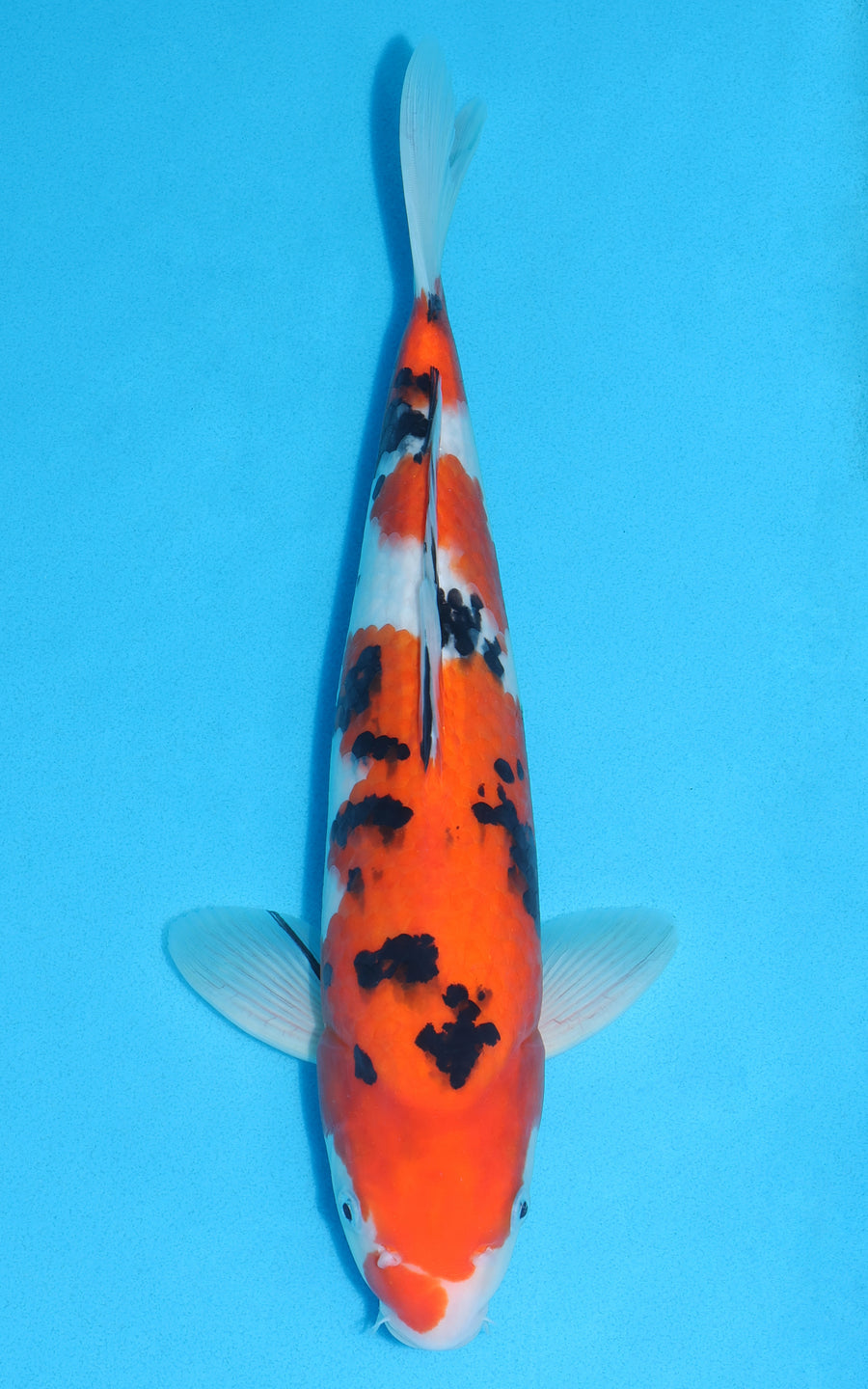 Sanke - 36cm REF:29104