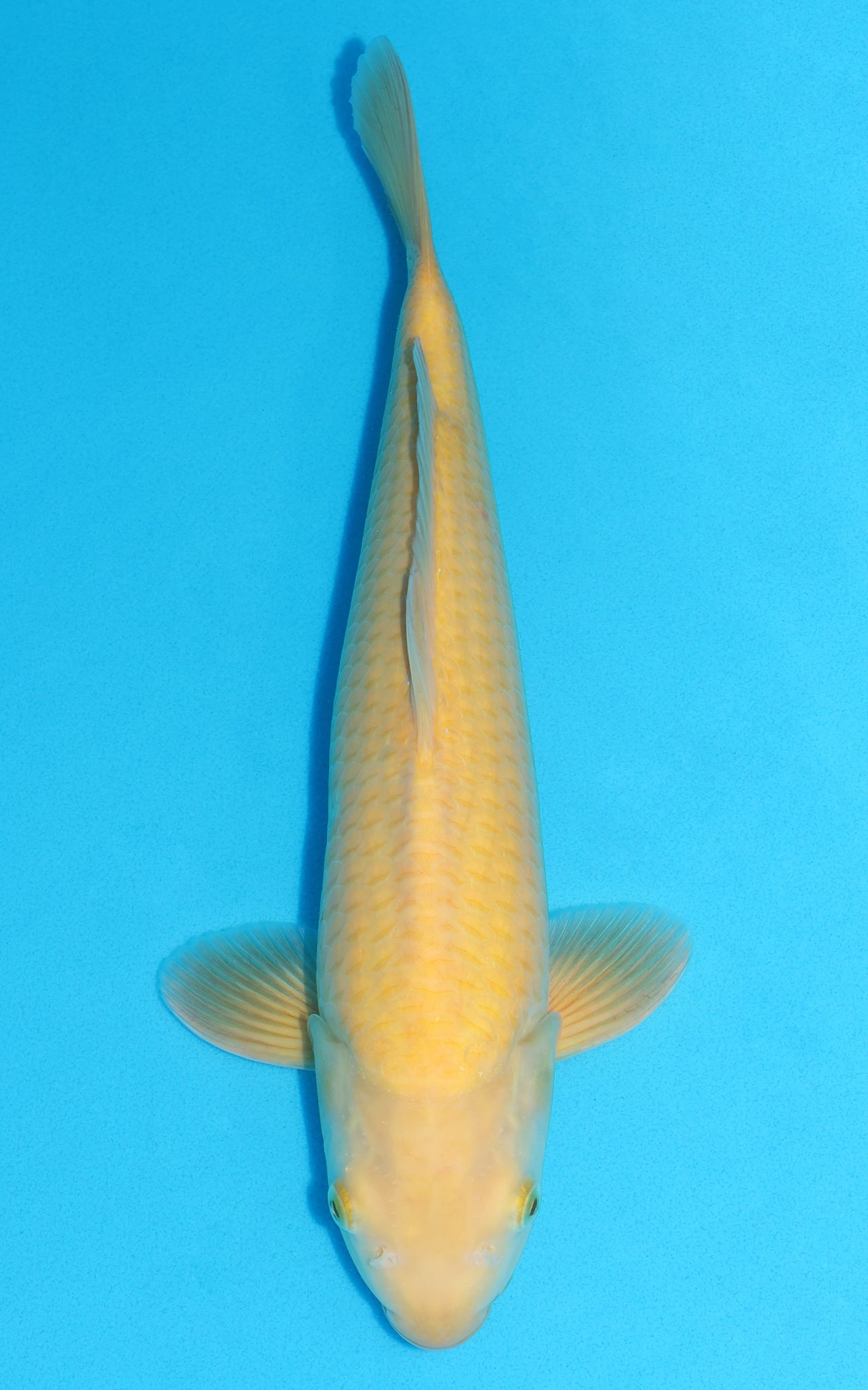 Karashigoi - 40cm REF:29105