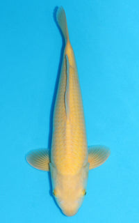 Thumbnail for Karashigoi - 40cm REF:29105