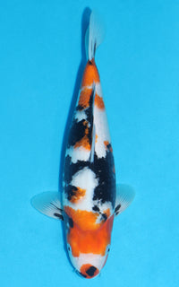 Thumbnail for Showa - 34cm REF:29106