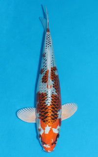 Thumbnail for Kujaku - 36cm REF:29108