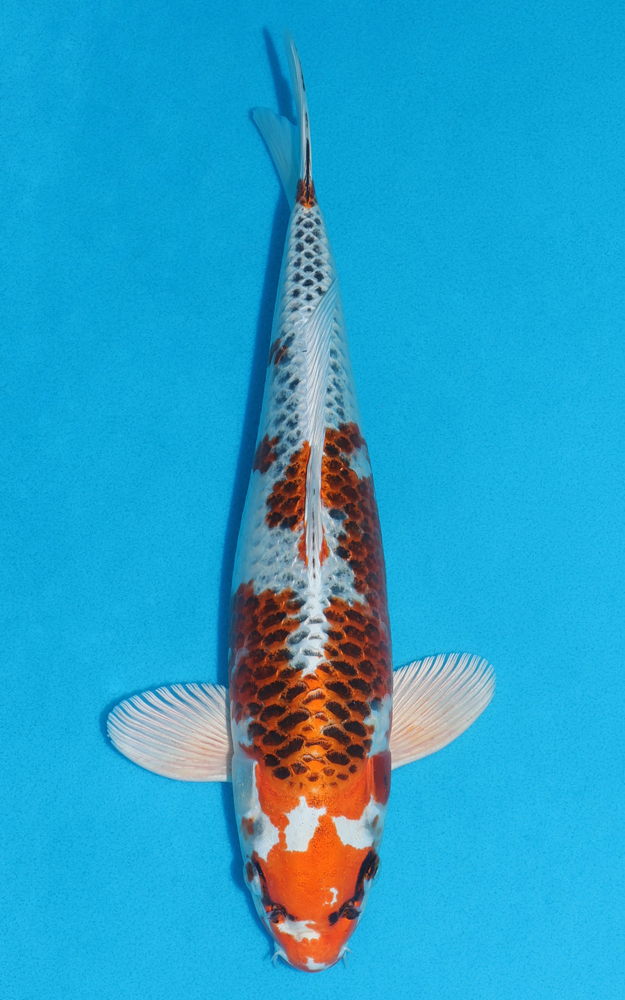 Kujaku - 36cm REF:29108