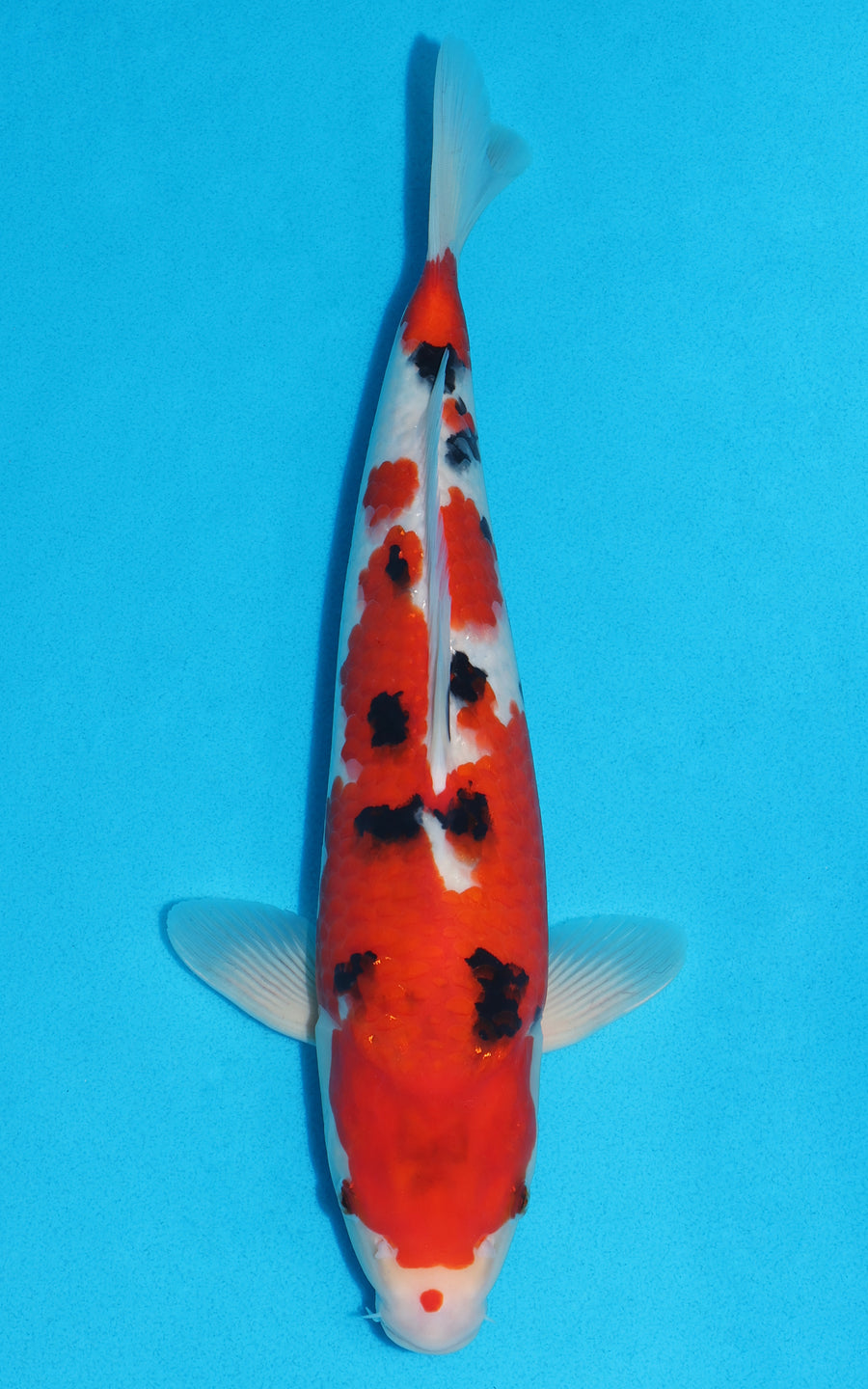 Sanke - 35cm REF:29109