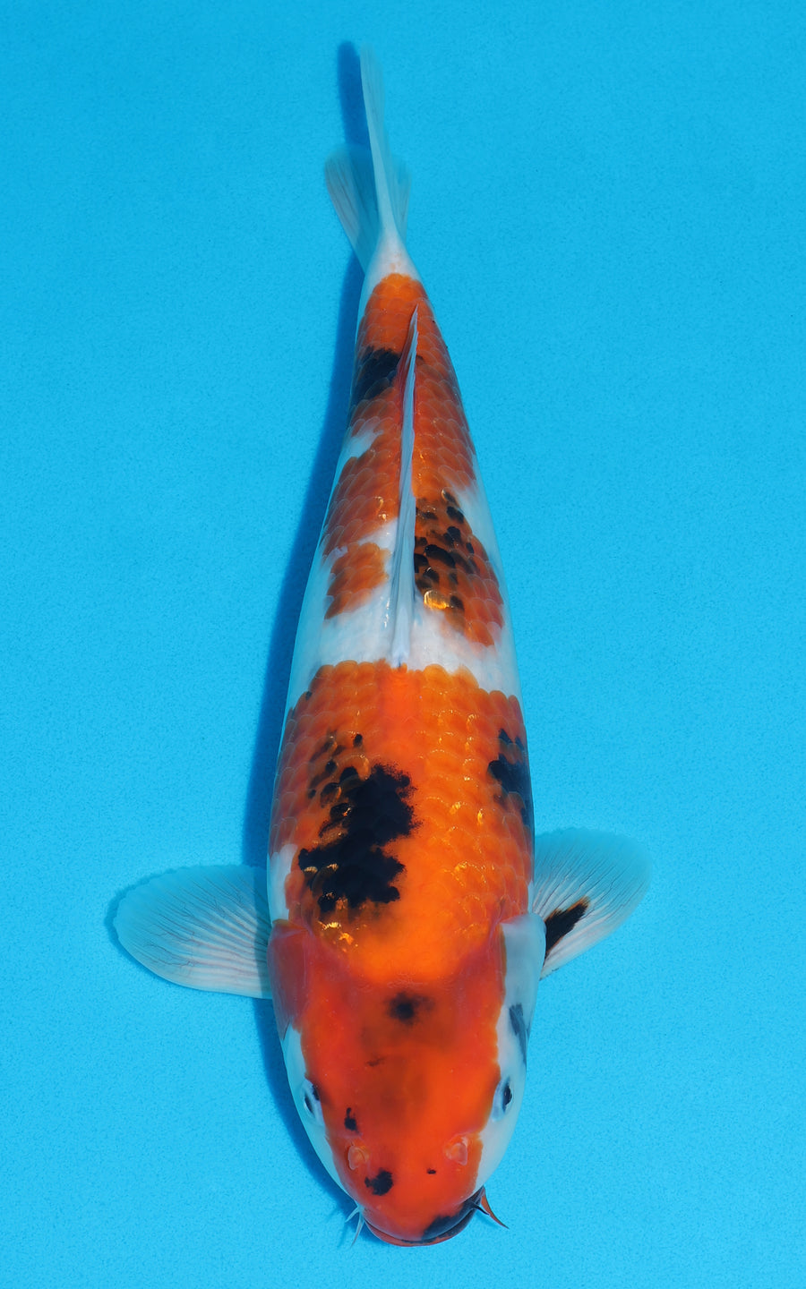 Showa - 37cm REF:29110