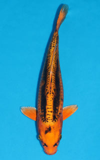 Thumbnail for Doitsu Kin Matsuba - 38cm REF:29111