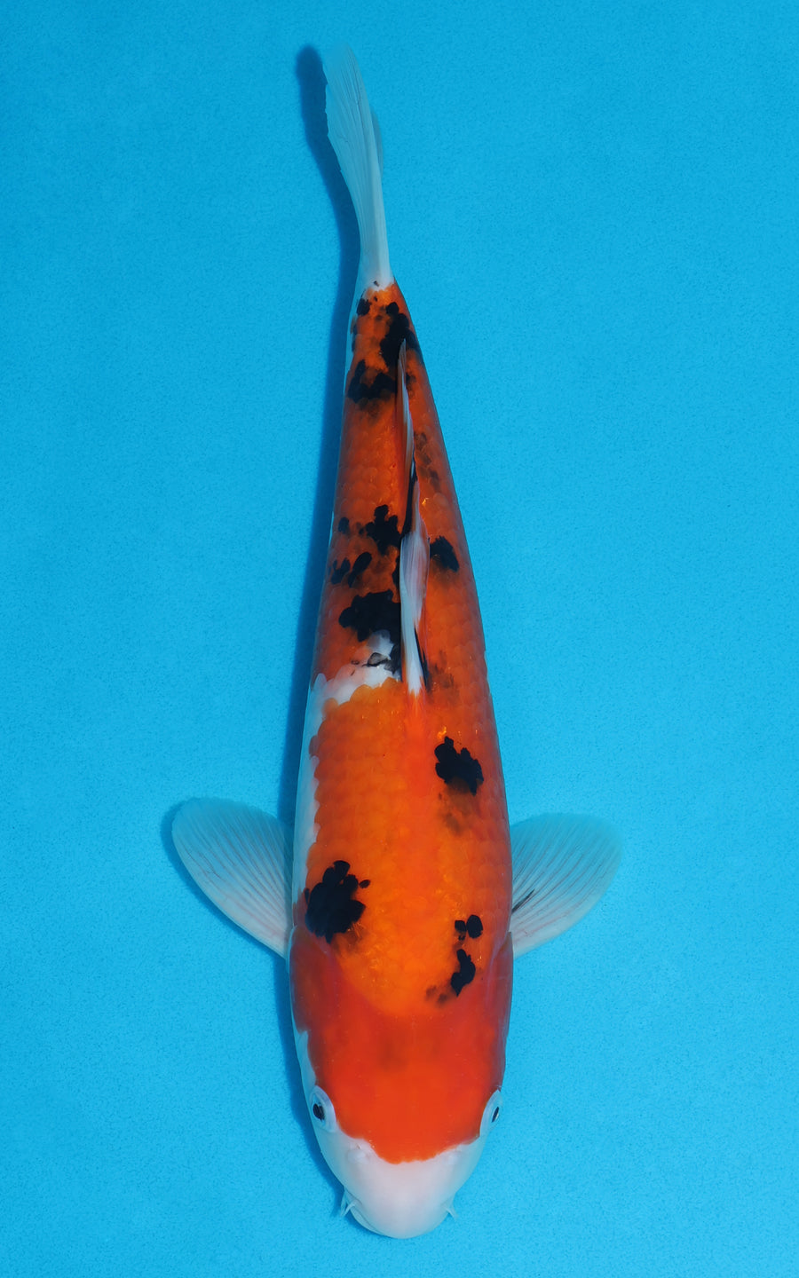 Sanke - 37cm REF:29112