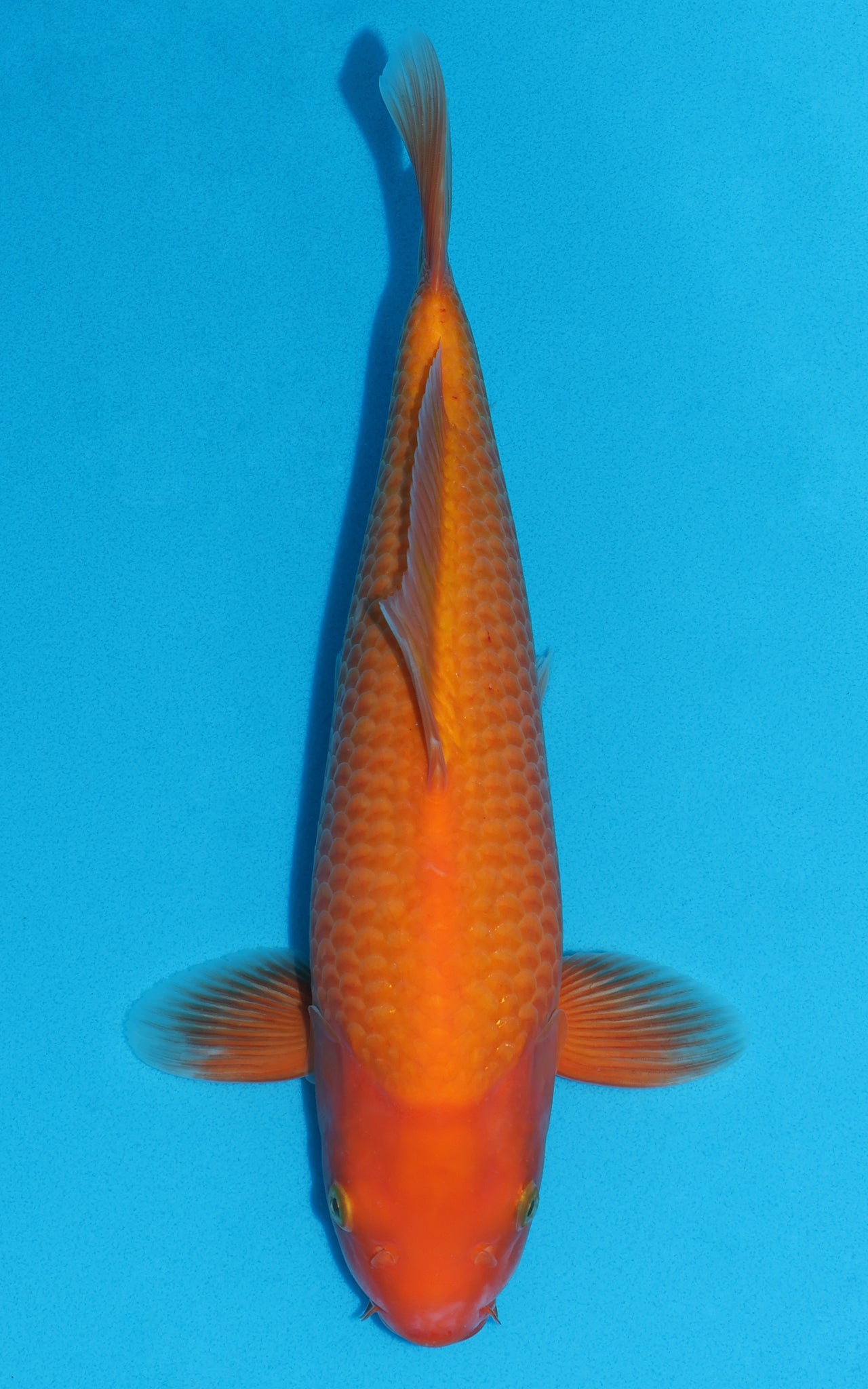 Benigoi - 36cm REF:29113