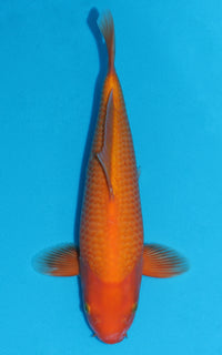 Thumbnail for Benigoi - 36cm REF:29113