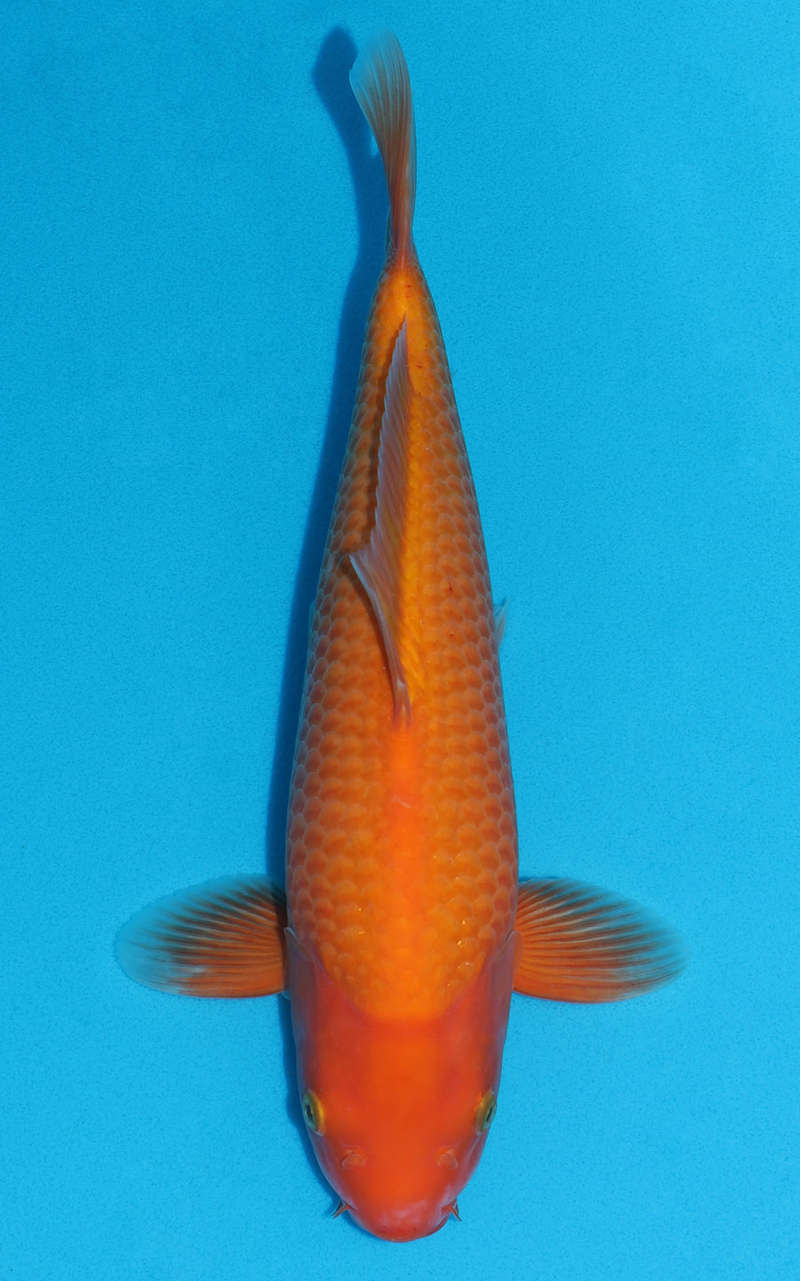 Benigoi - 36cm REF:29113