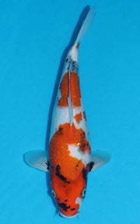 Thumbnail for Showa - 35cm REF:29114