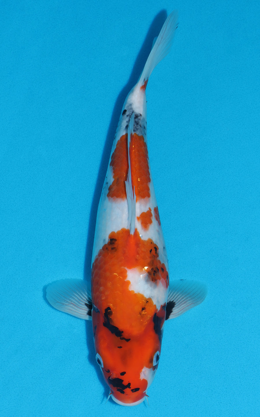 Showa - 35cm REF:29114