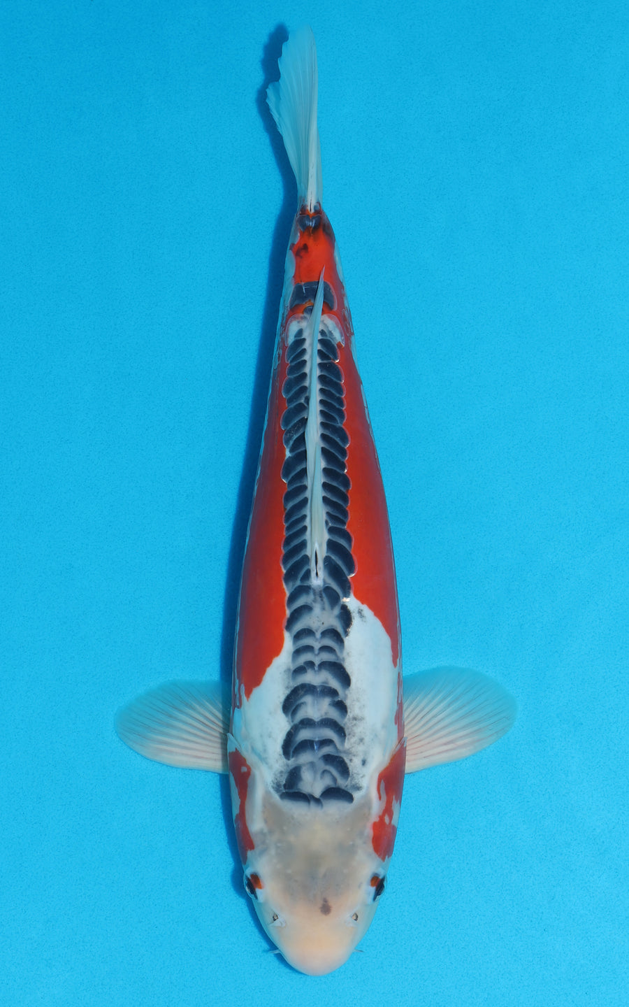 Shusui - 40cm REF:29115