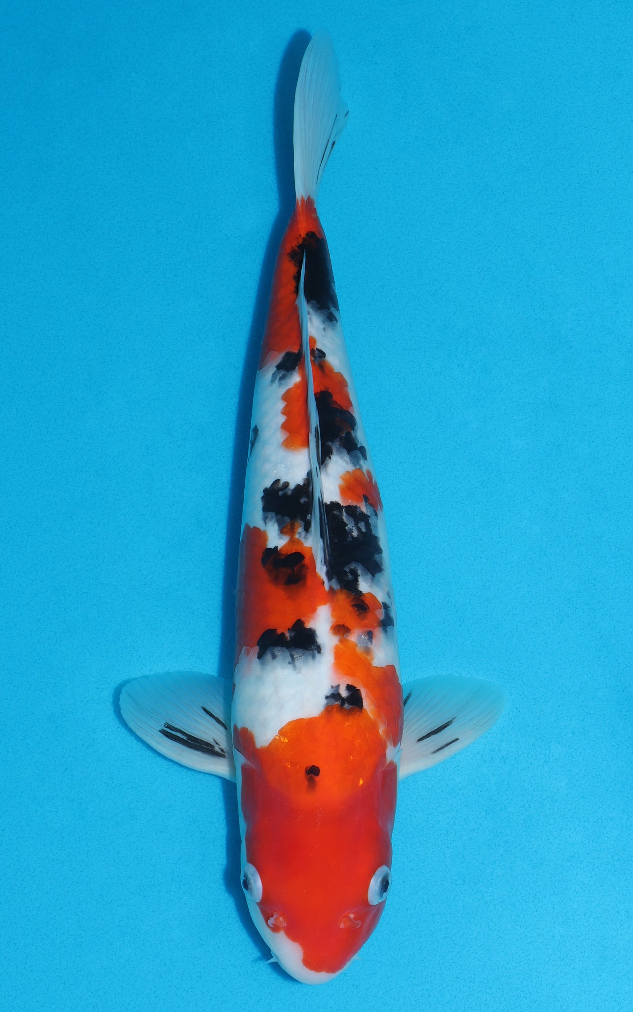 Sanke - 40cm REF:29116