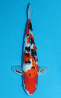 Thumbnail for Sanke - 40cm REF:29116