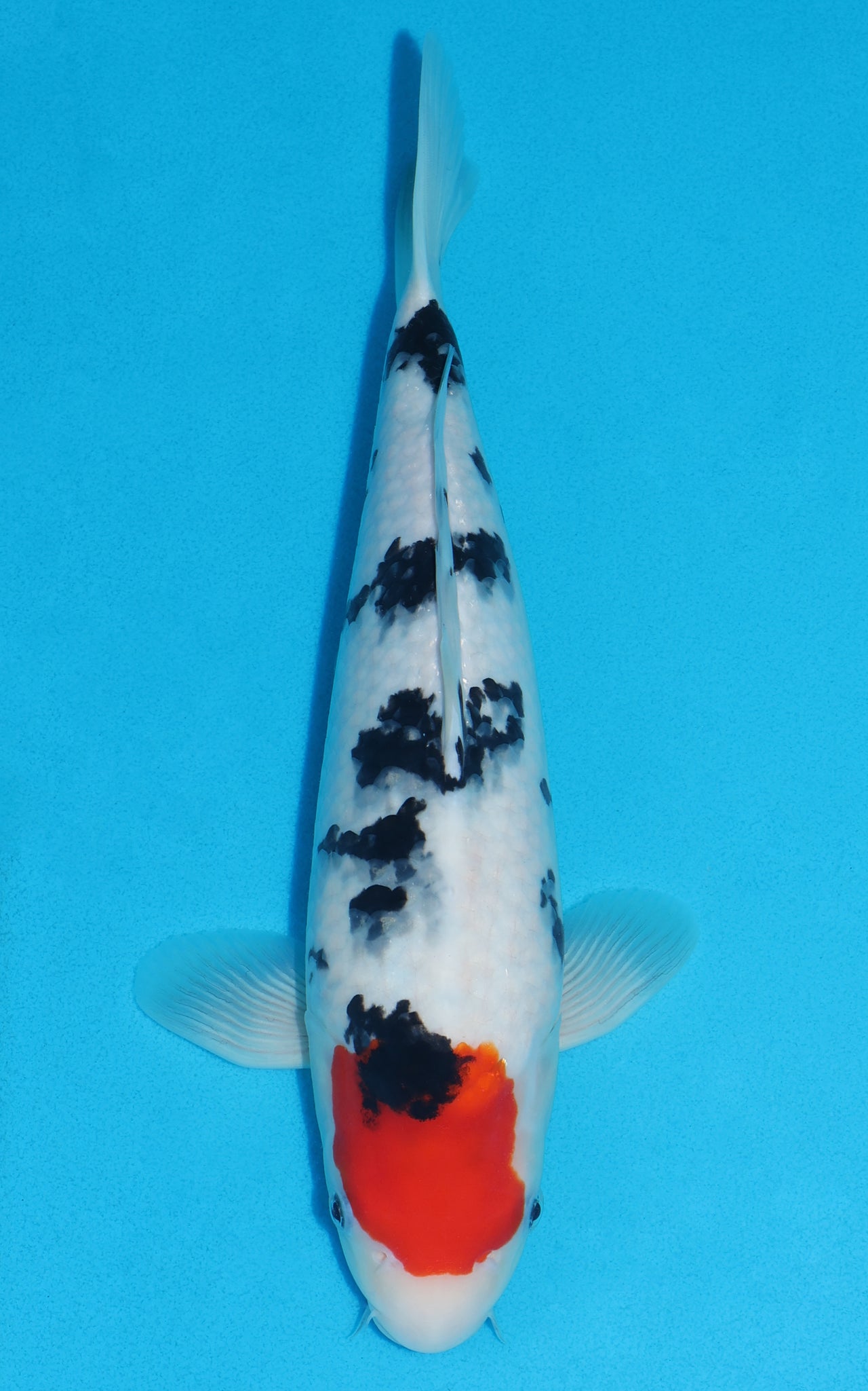 Tancho Sanke - 35cm REF:29117