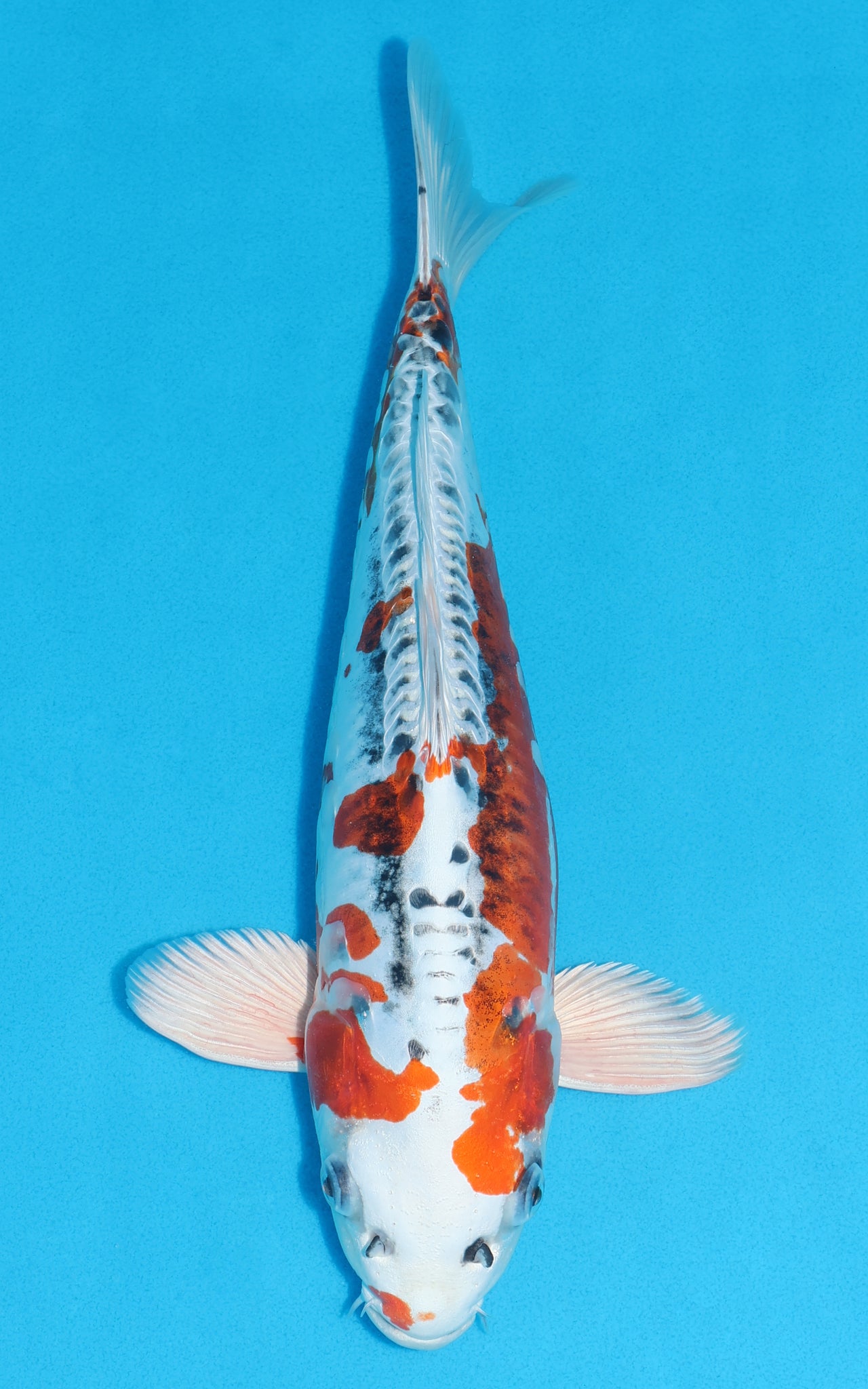 Doitsu Kujaku - 35cm REF:29118