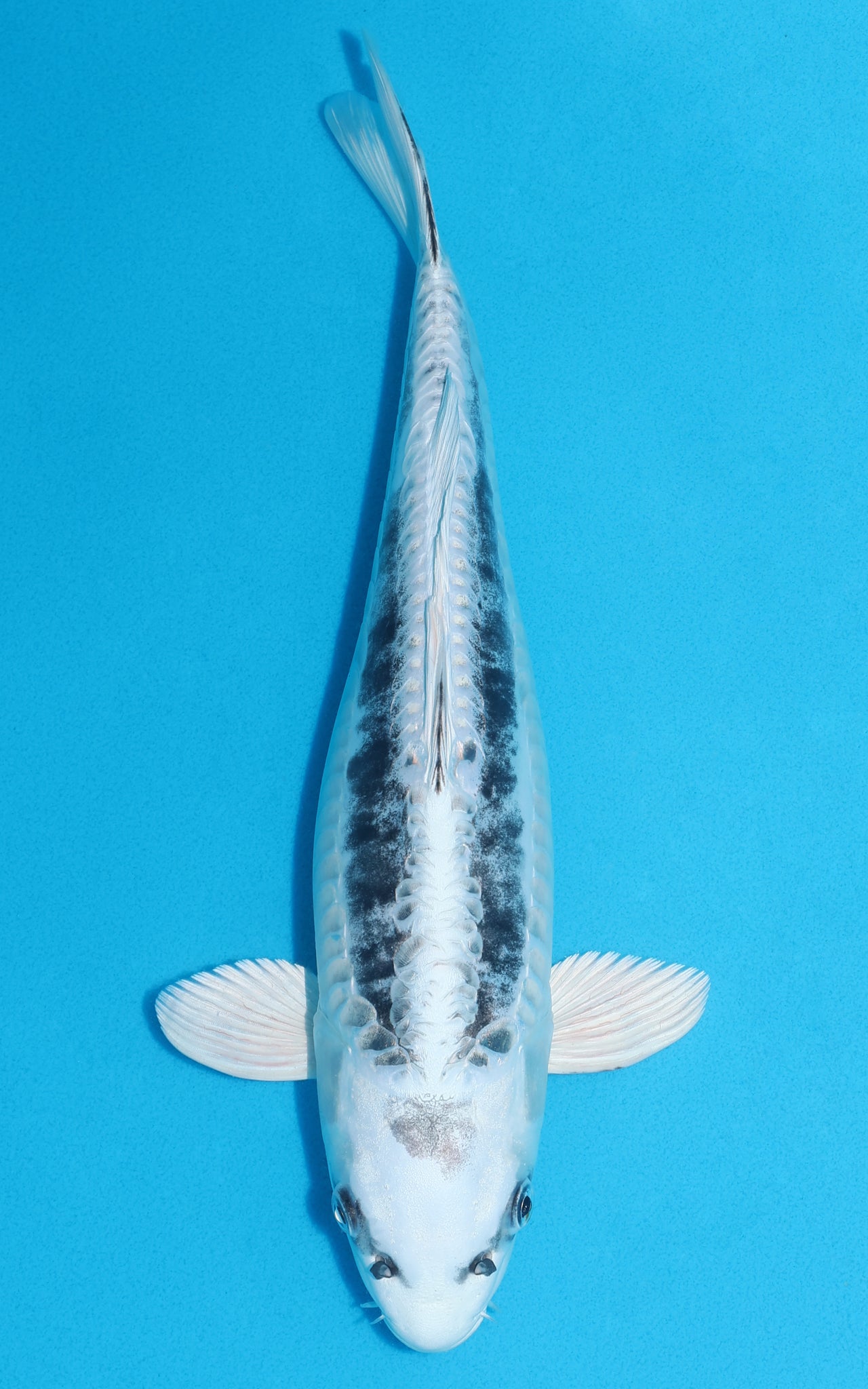 Doitsu Gin Matsuba - 36cm REF:29119