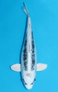 Thumbnail for Doitsu Gin Matsuba - 36cm REF:29119