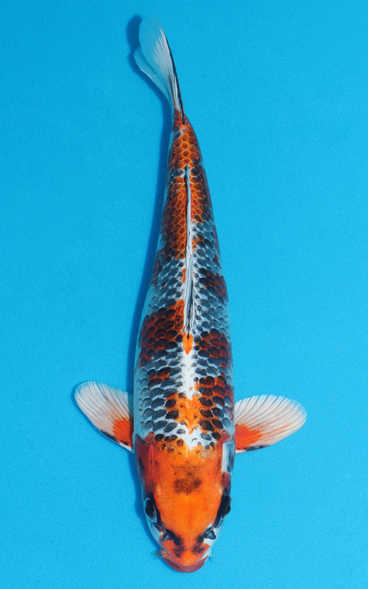 Kujaku - 35cm REF:29120