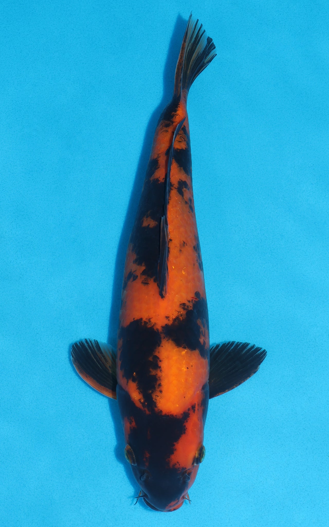 Hi Utsuri - 36cm REF:29121