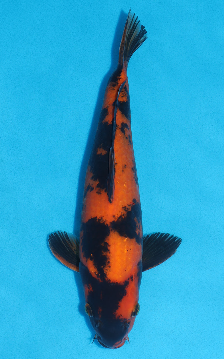 Hi Utsuri - 36cm REF:29121