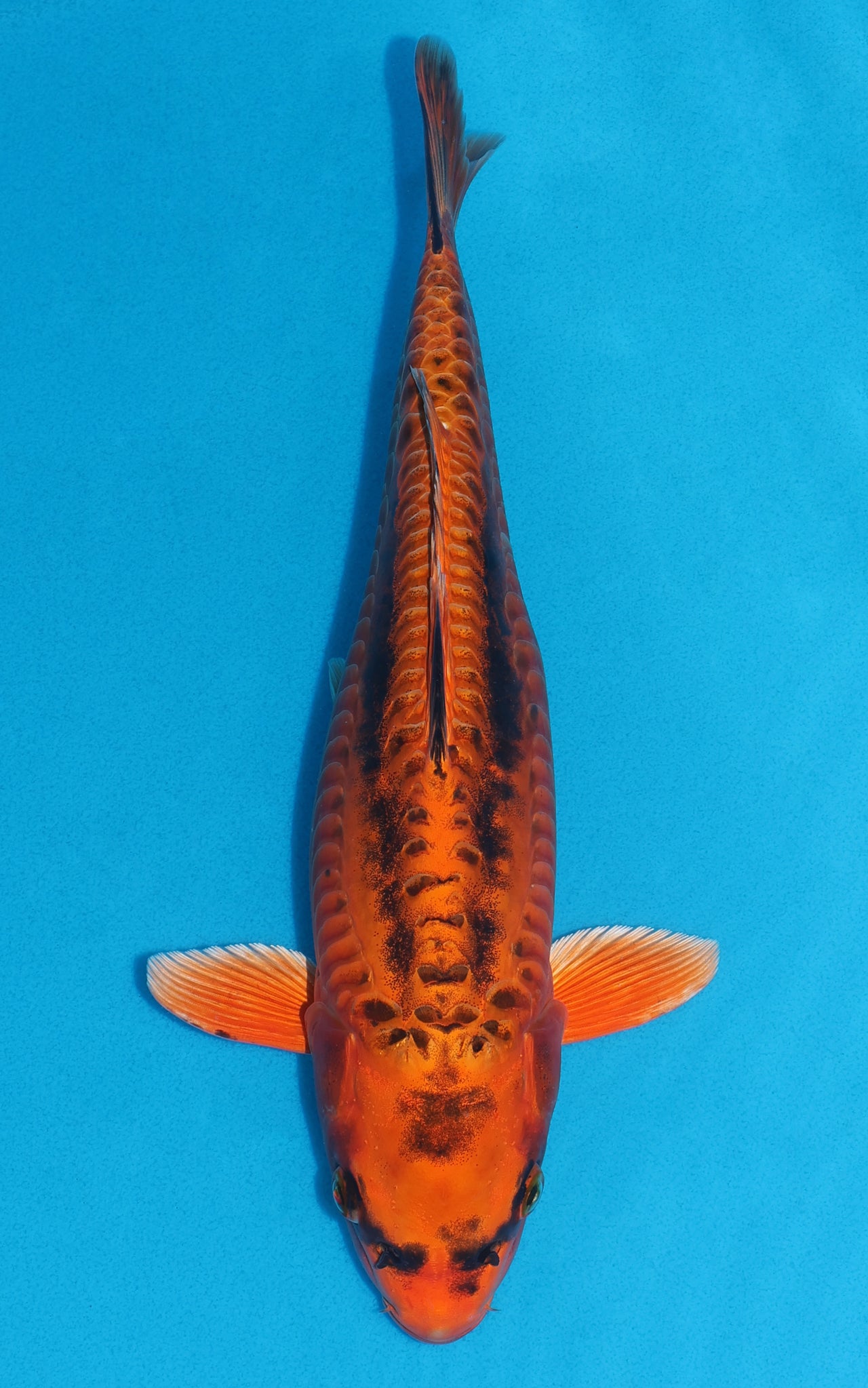 Doitsu Kin Matsuba - 37cm REF:29122